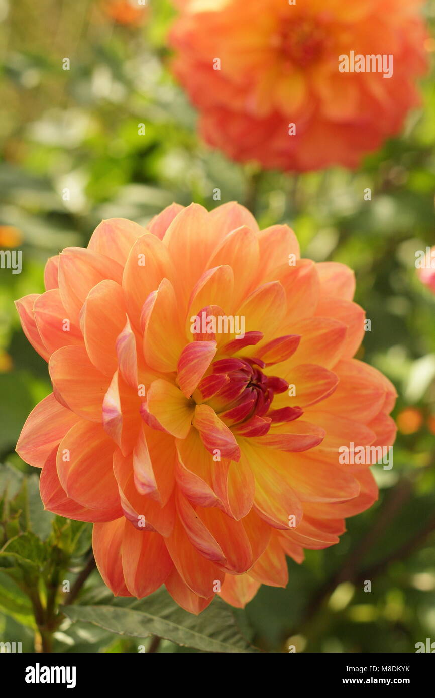 Dahlia 'Pam Howden', una ninfea dalia, in fiore nella tarda estate del confine di un giardino inglese, REGNO UNITO Foto Stock