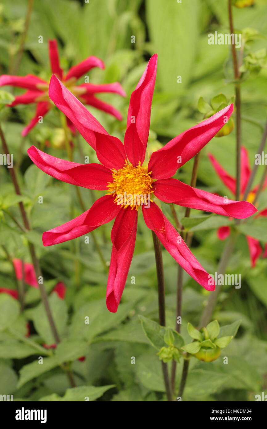 Dahlia Honka 'Red','orchidea dalia, in fiore in estate il confine di un giardino inglese, tarda estate, REGNO UNITO Foto Stock