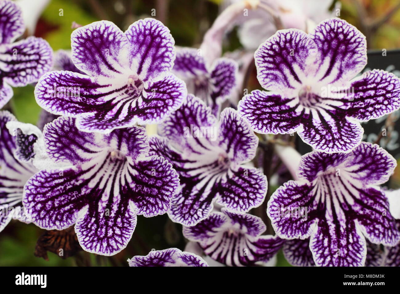 Streptocarpus 'Polka Dot viola' Cape primrose fioritura all'interno nella tarda estate, REGNO UNITO Foto Stock