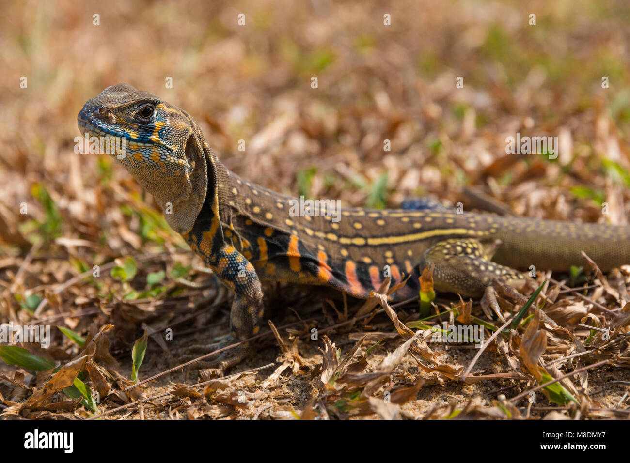 La colorata comune lucertola a farfalla (Leiolepis belliana) nel suo habitat natrual, presi in Terengganu, Malaysia. Foto Stock