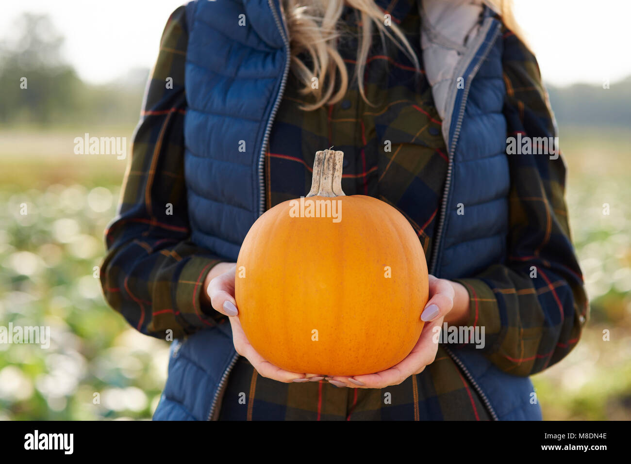 La sezione centrale della donna tenendo zucca zucca nel campo delle patch Foto Stock