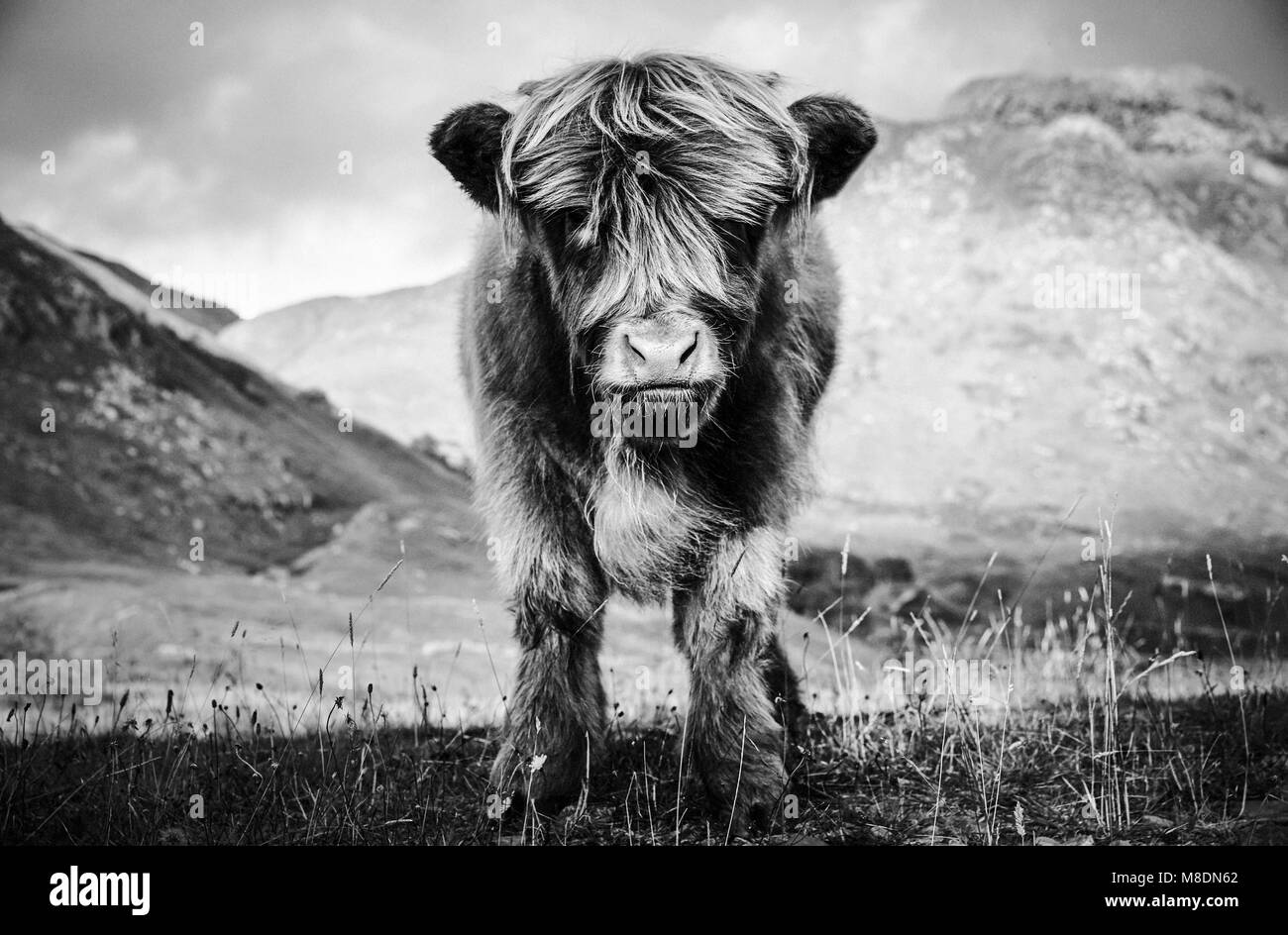 Ritratto di highland mucca vitello in paesaggio rurale, B&W Foto Stock