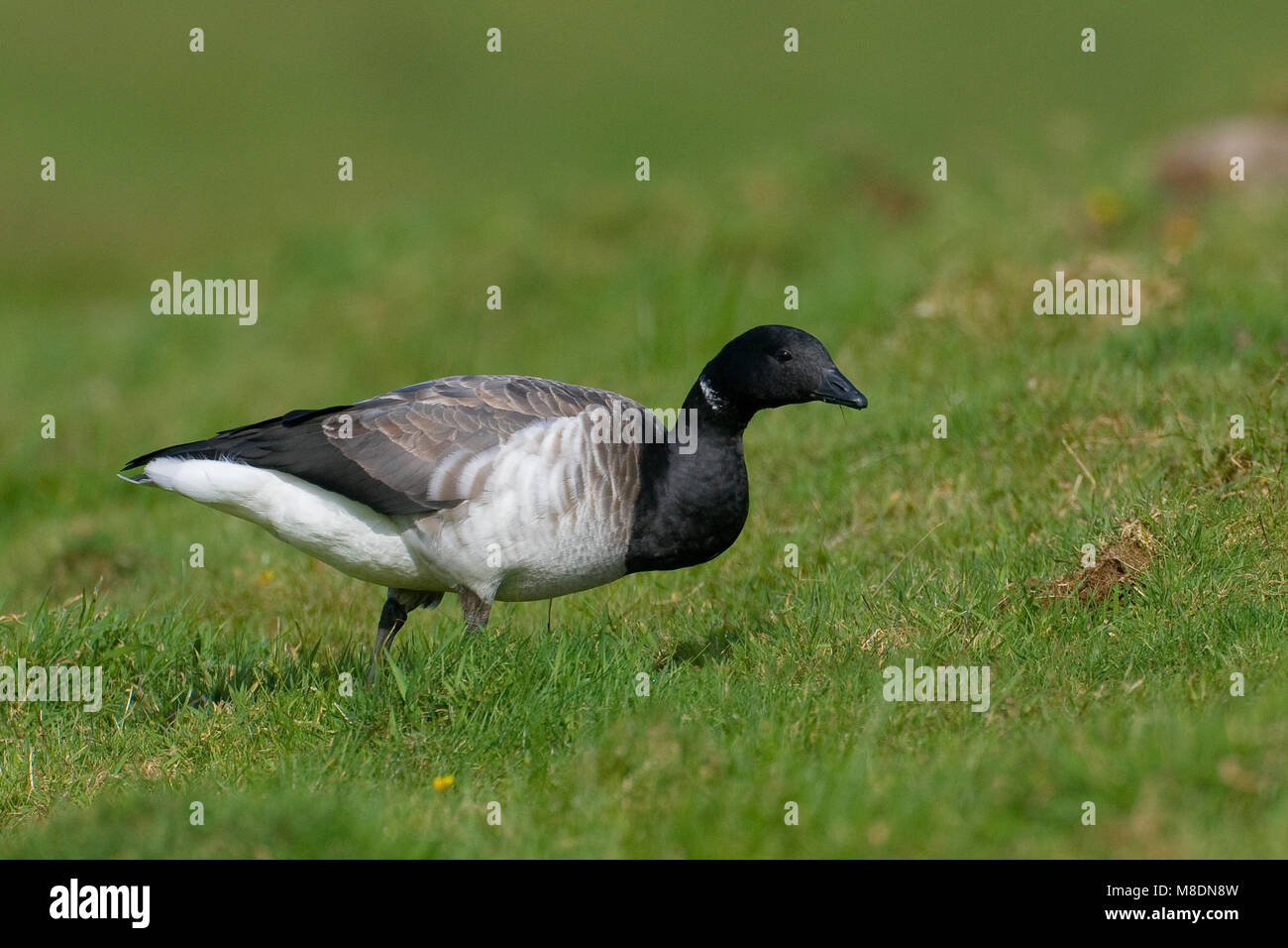 Witbuikrotgans foeragerend; Brent Goose foraggio Foto Stock