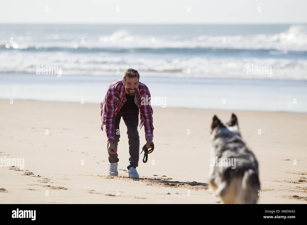 Cane che corre al proprietario del maschio sulla spiaggia Foto Stock