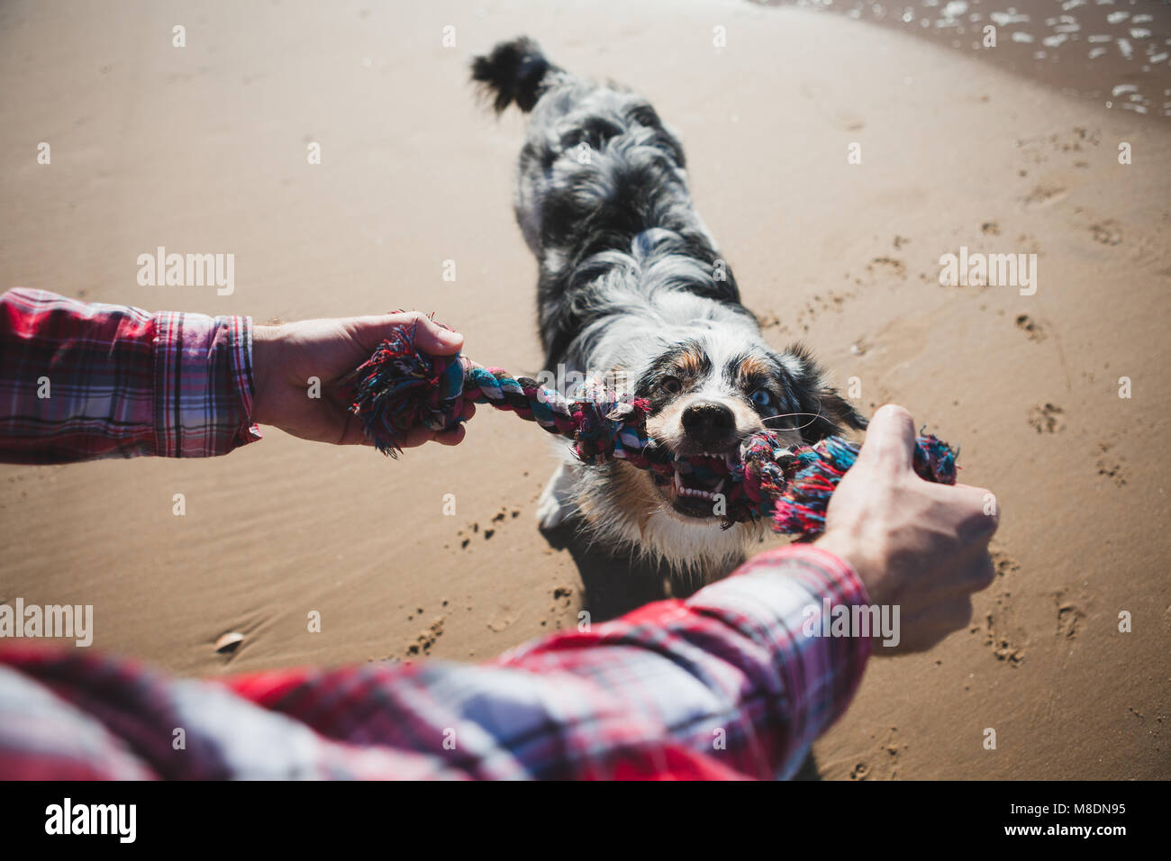 Uomo e cane a giocare con la corda sulla spiaggia, il punto di vista personale Foto Stock
