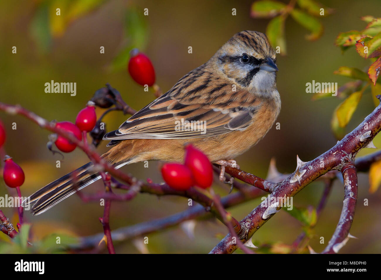 Grijze Gors in een tak; Rock Bunting appollaiato su un ramo Foto Stock