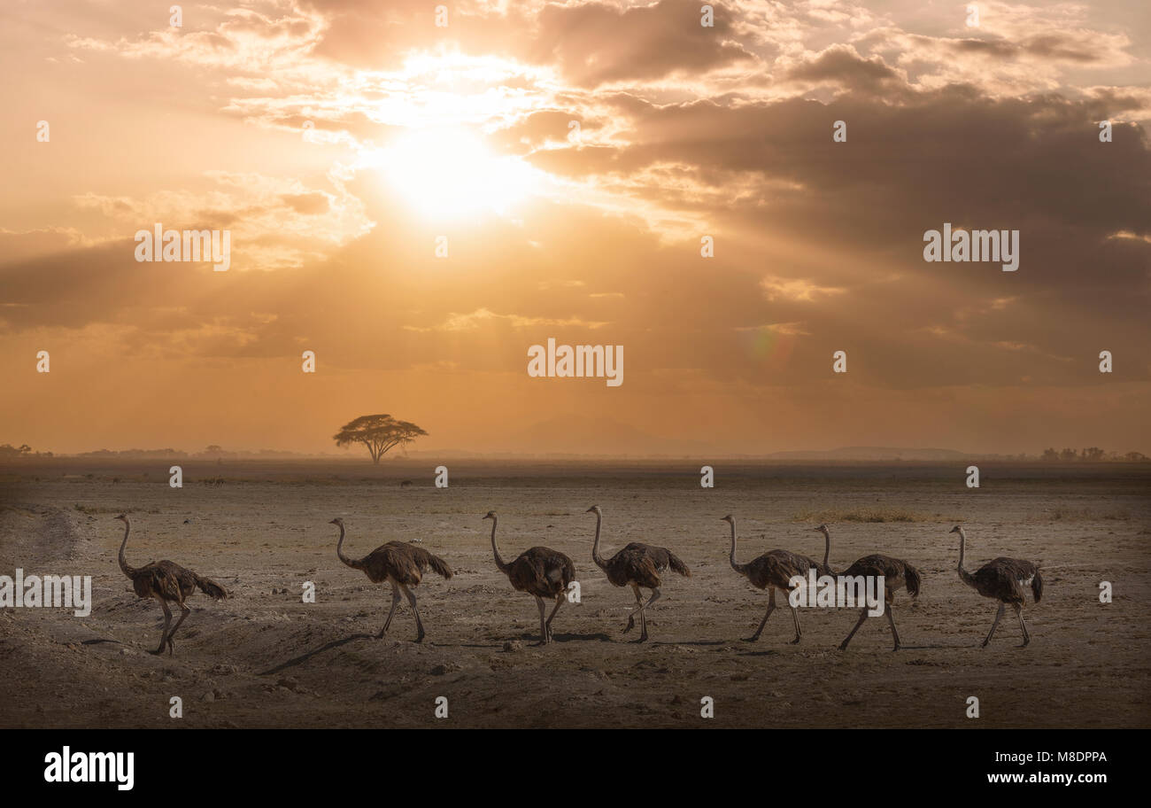 Gli struzzi al tramonto in Amboseli National Park Amboseli, Rift Valley Kenya Foto Stock