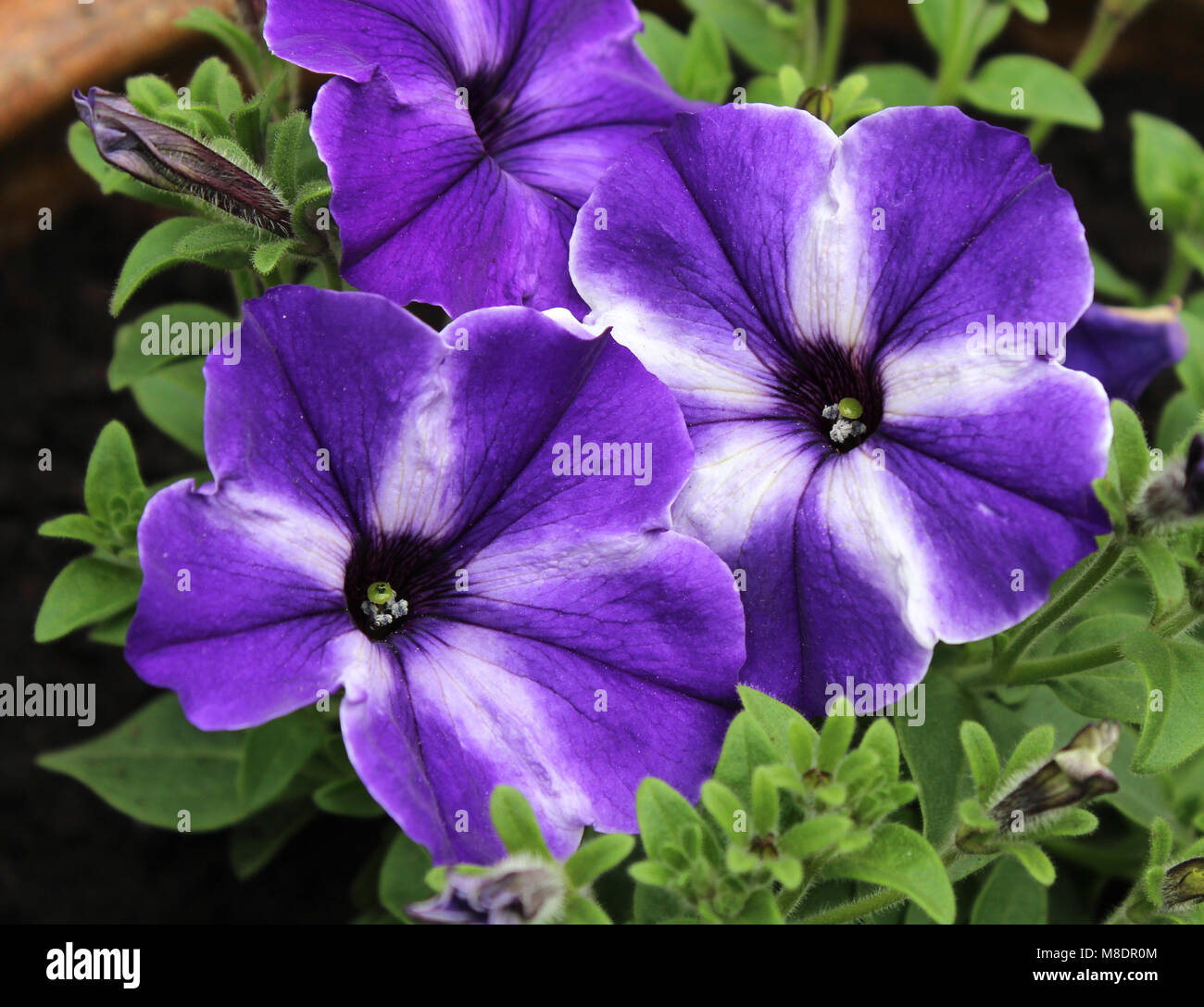 Colorate vivacemente viola e bianco striato fiore di petunia, crescere all'aperto in estate. Foto Stock