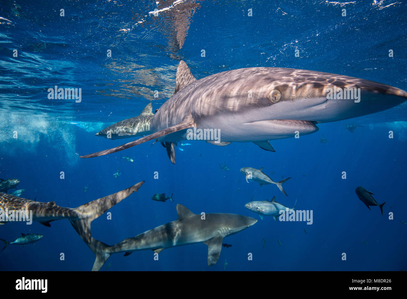 Gli squali nuotare nel mare, Socorro, Baja California Foto Stock