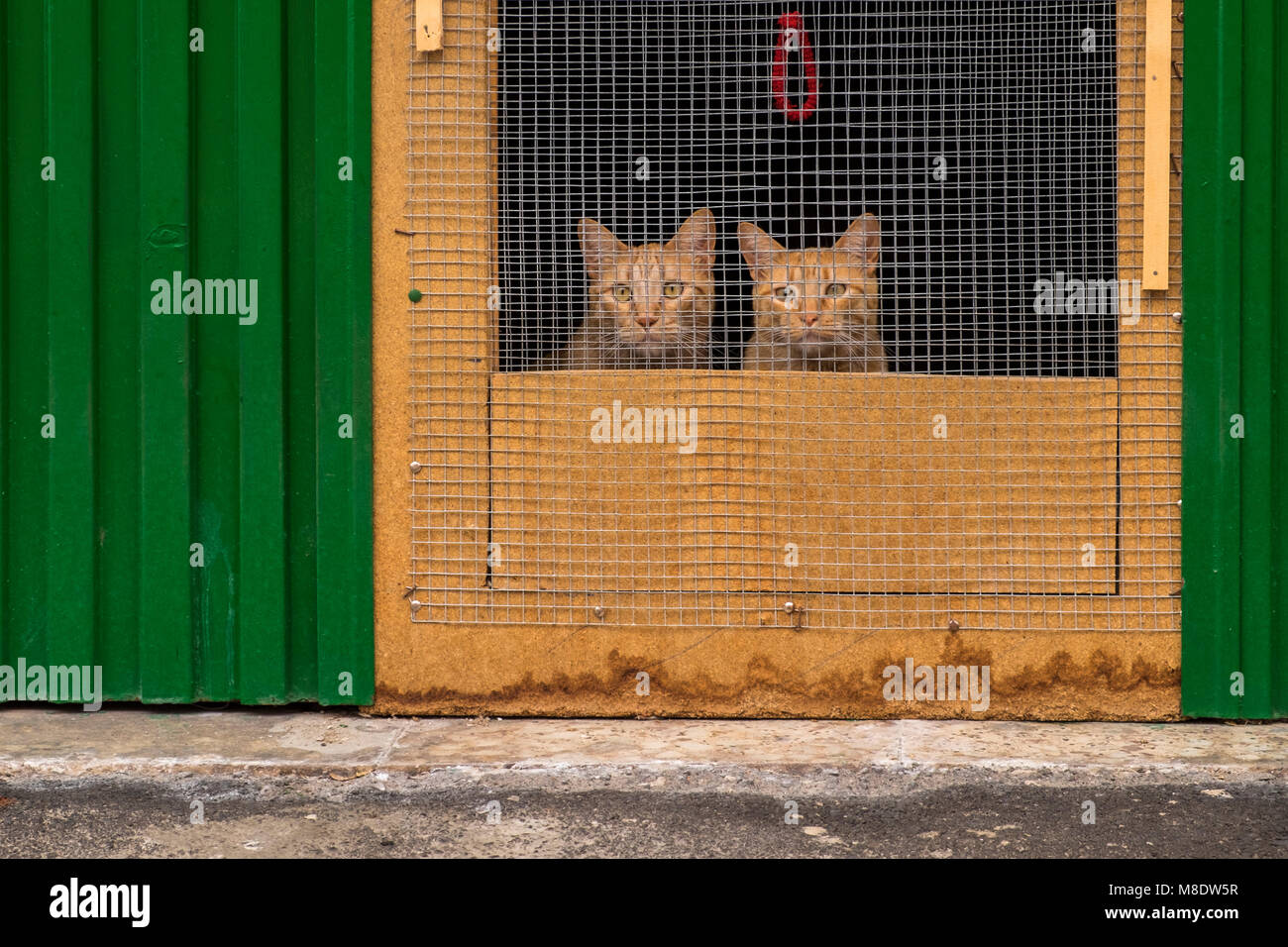 Due gatti di zenzero il peering fuori attraverso una griglia in una porta, Tamaimo, Tenerife, Isole Canarie, Spagna Foto Stock