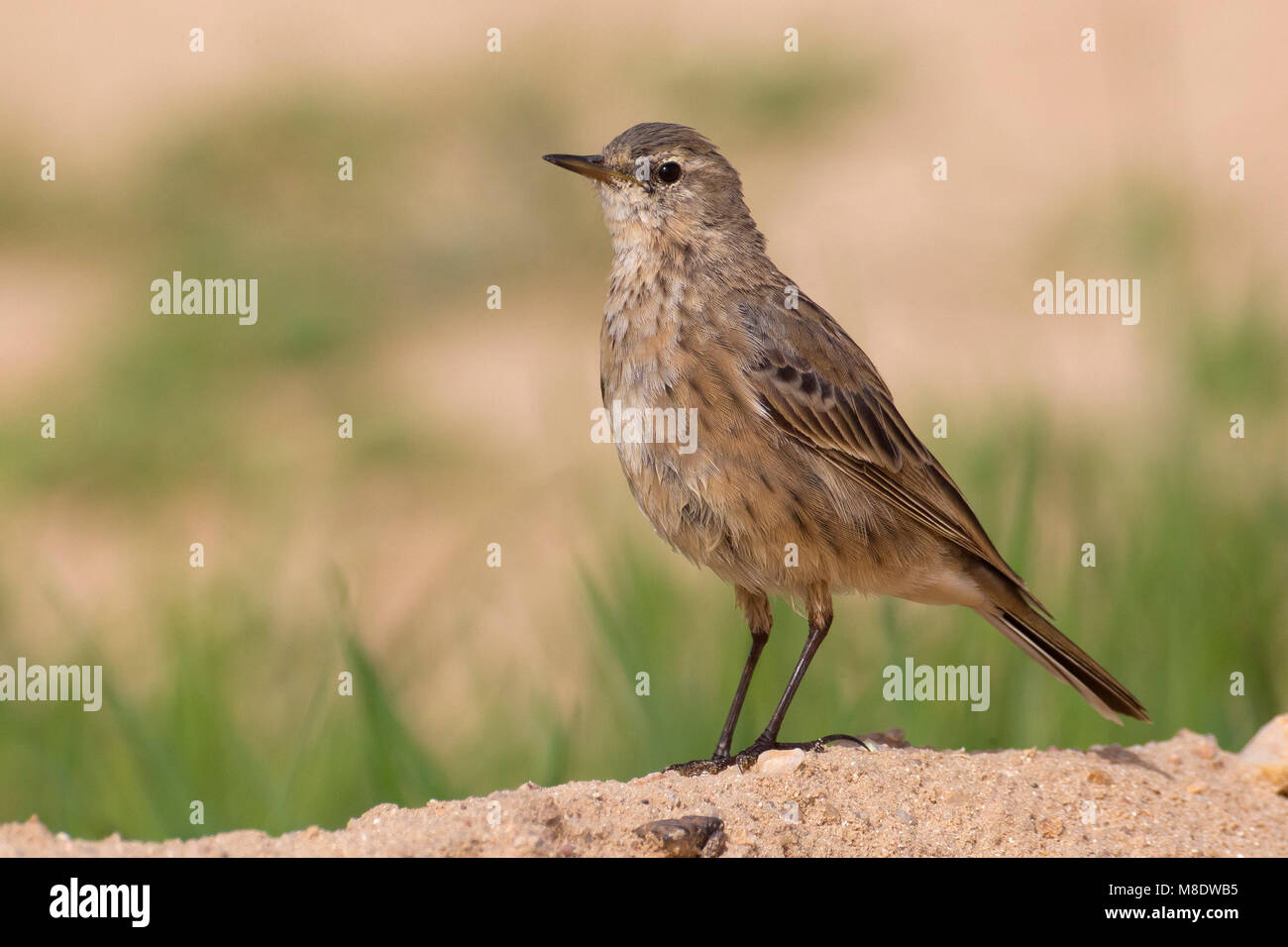 Waterpieper, acqua; Pipit Anthus spinoletta coutellii Foto Stock