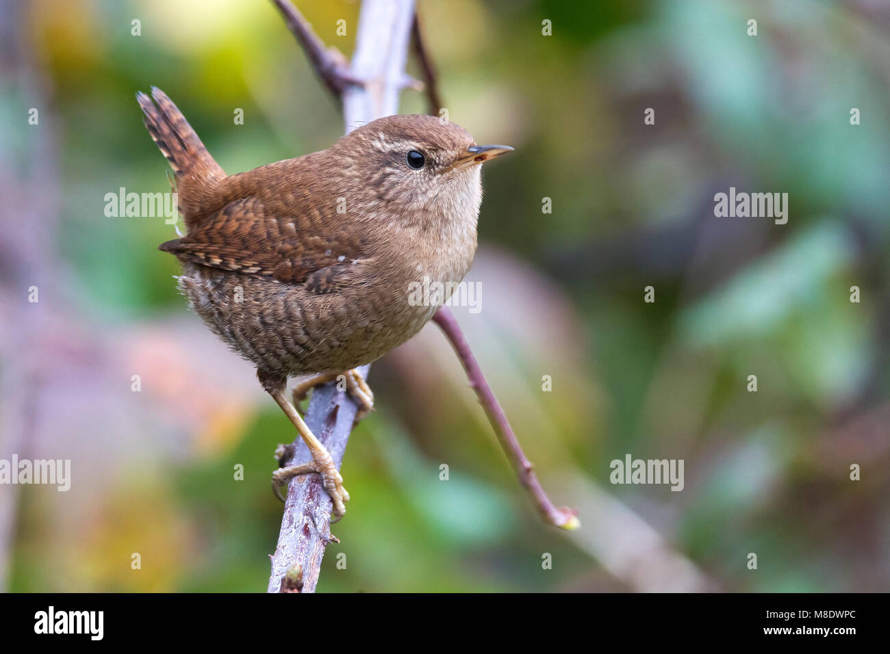 Winterkoning, Winter Wren Foto Stock