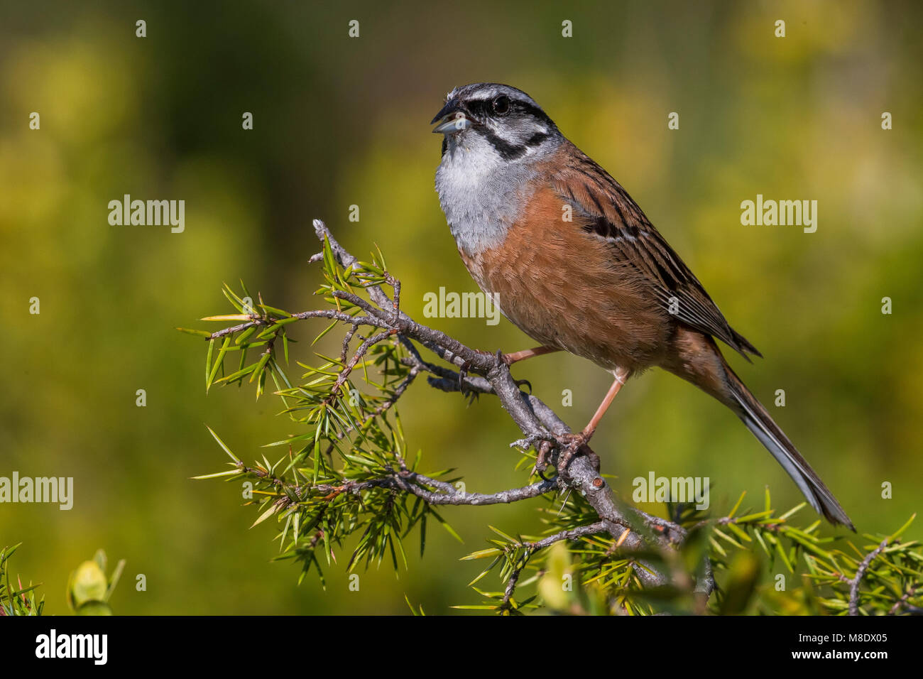 Mannetje Volwassen Grijze Gors; maschio adulto Rock Bunting Foto Stock