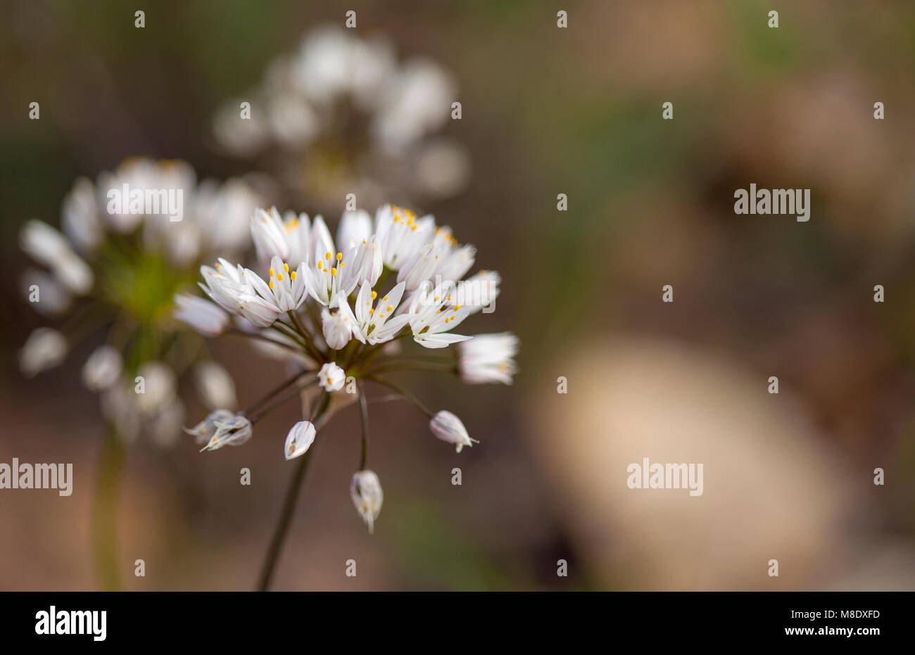 La flora di Gran Canaria - fioritura di aglio roseo naturale sfondo floreale Foto Stock