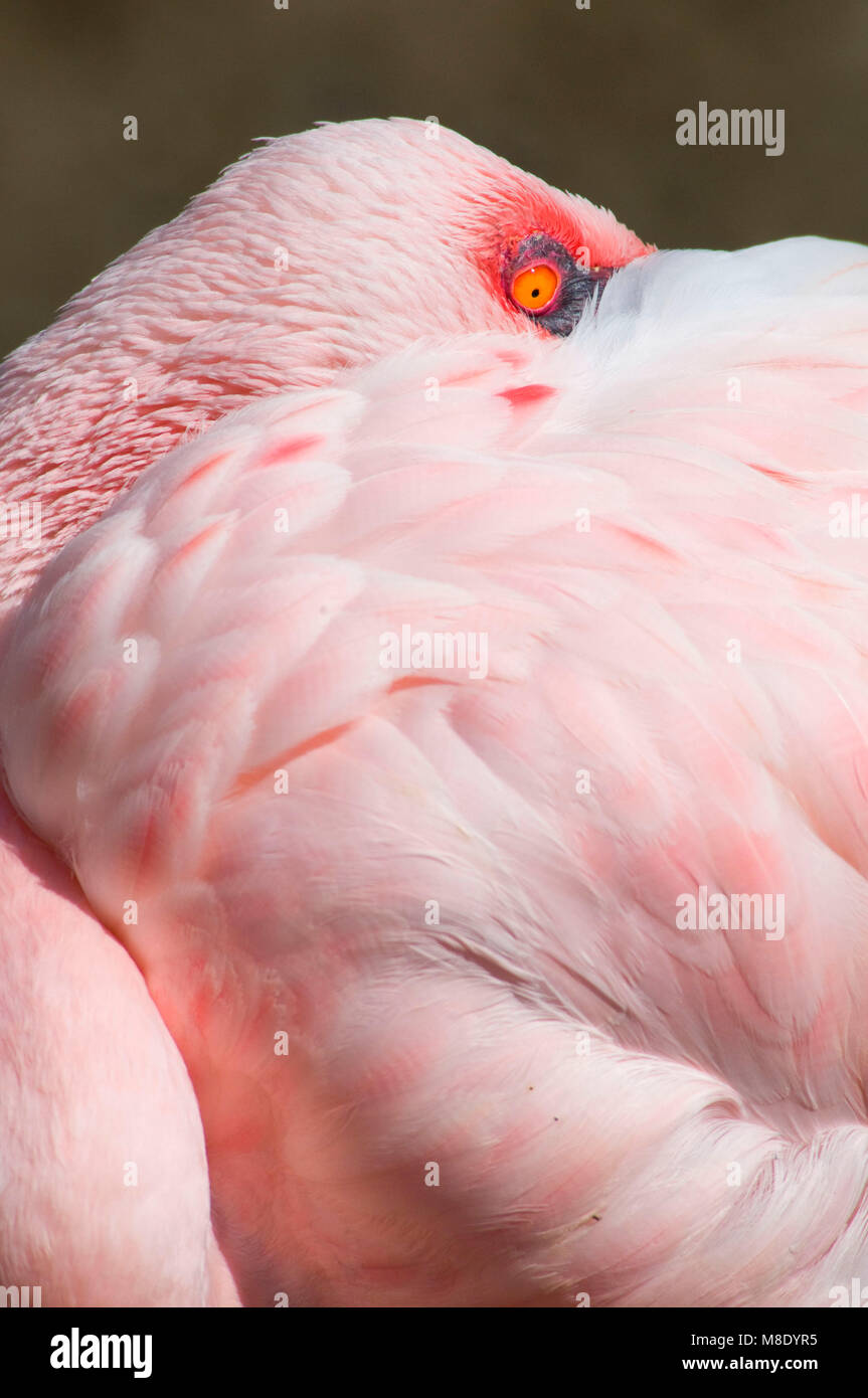Fenicottero maggiore (Phoenicopterus roseus), San Diego Wild Animal Park, California Foto Stock