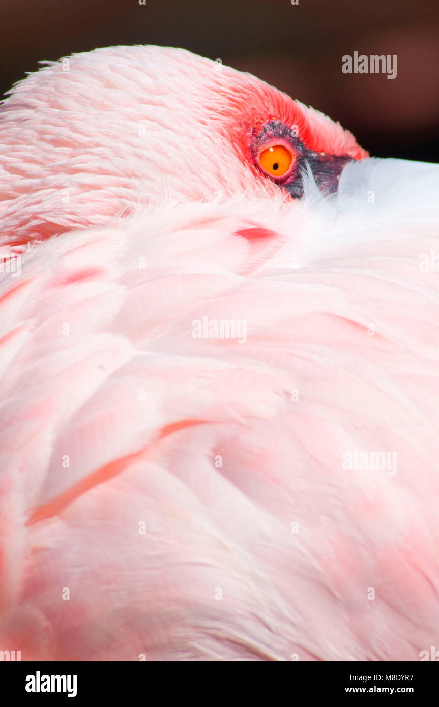 Fenicottero maggiore (Phoenicopterus roseus), San Diego Wild Animal Park, California Foto Stock