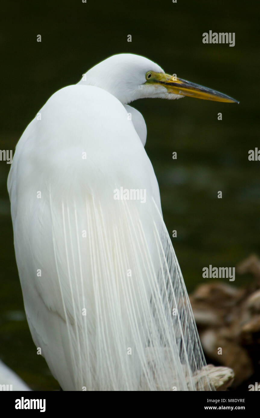 Airone bianco maggiore (Ardea alba), San Diego Wild Animal Park, California Foto Stock