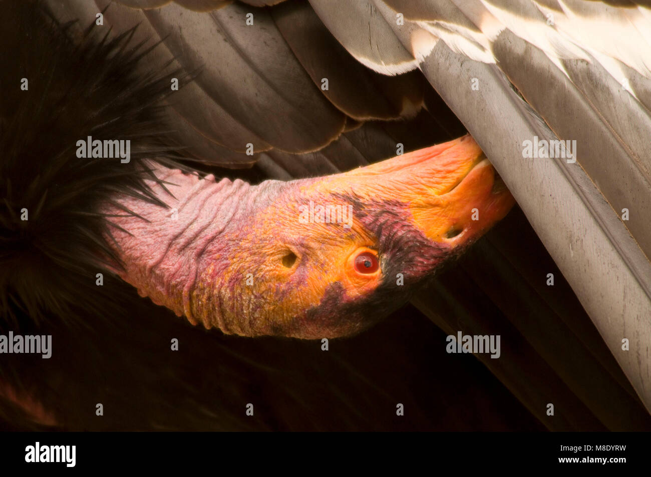 California condor (Gymnogyps californianus), San Diego Wild Animal Park, California Foto Stock