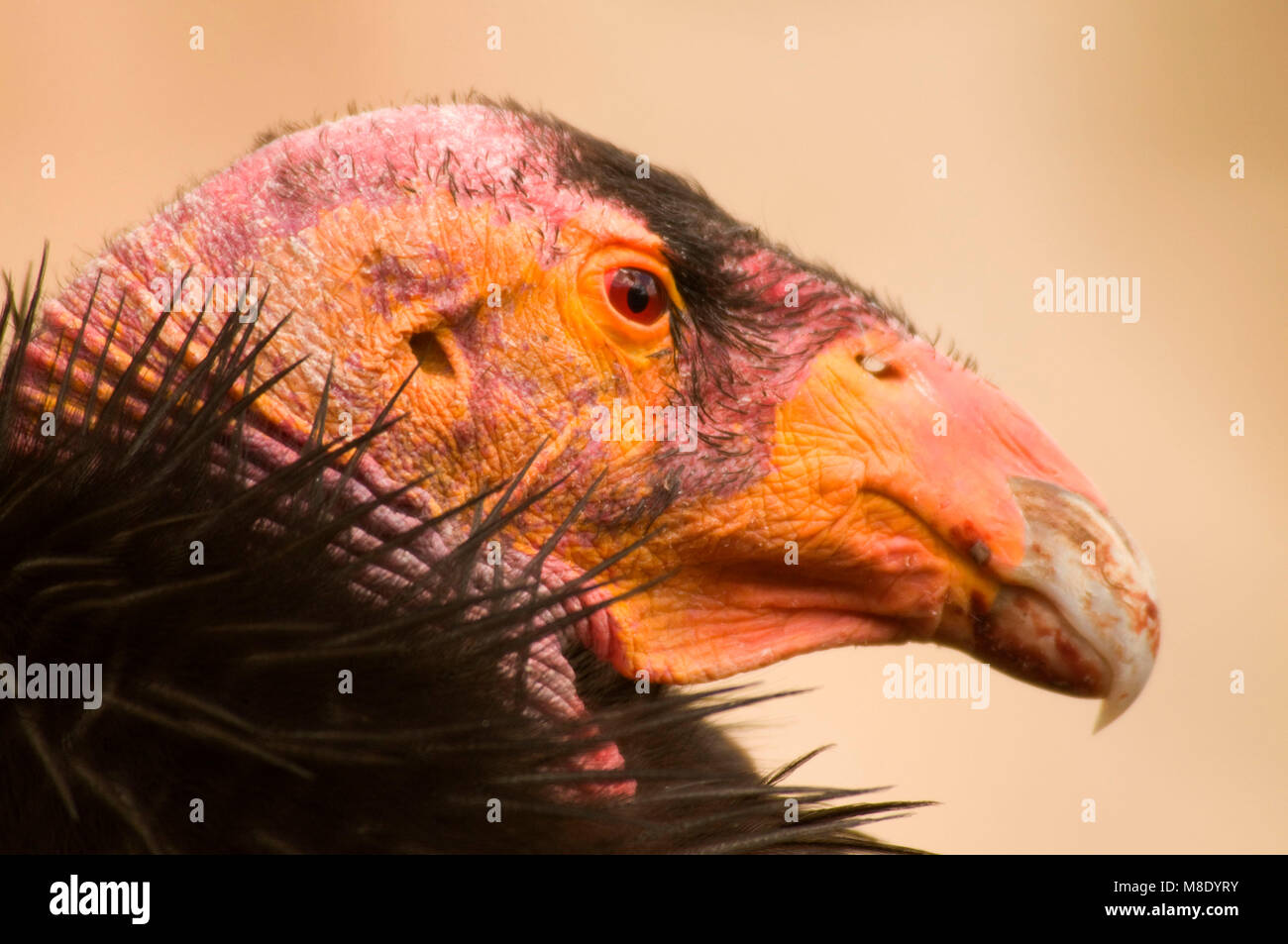 California condor (Gymnogyps californianus), San Diego Wild Animal Park, California Foto Stock