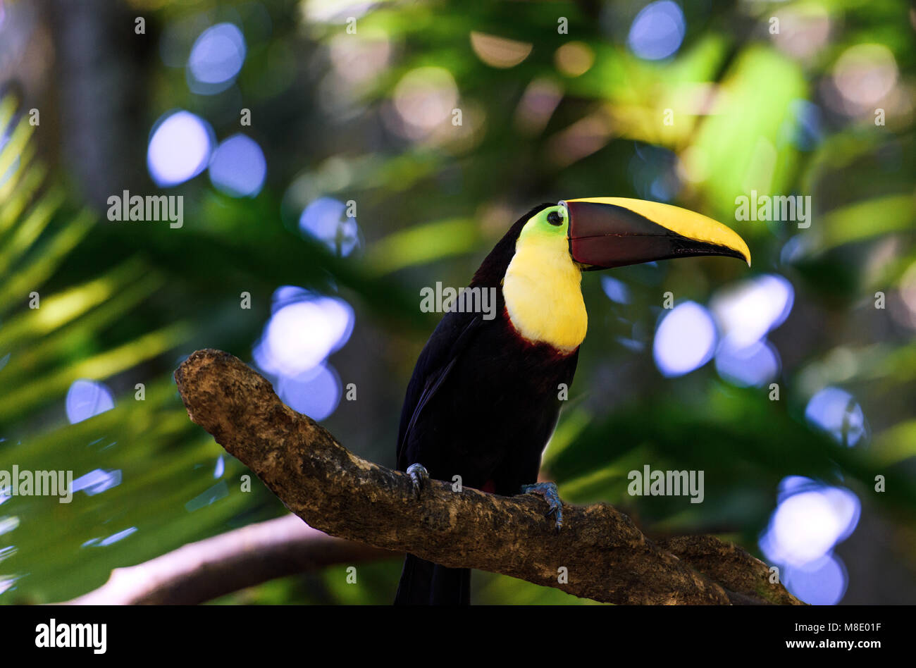 Close up di un tucano su un ramo di albero in Tropical Costa Rica Foto Stock