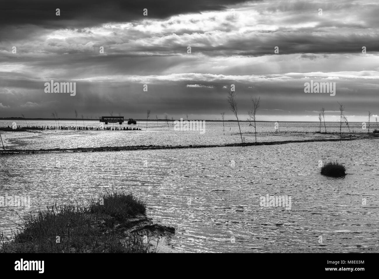 Un trattore il traino di un rimorchio con turisti attraverso il mare di Wadden, isola del Mare del Nord di Mandø, Patrimonio naturale UNESCO, Ribe, Jutland, Danimarca Foto Stock