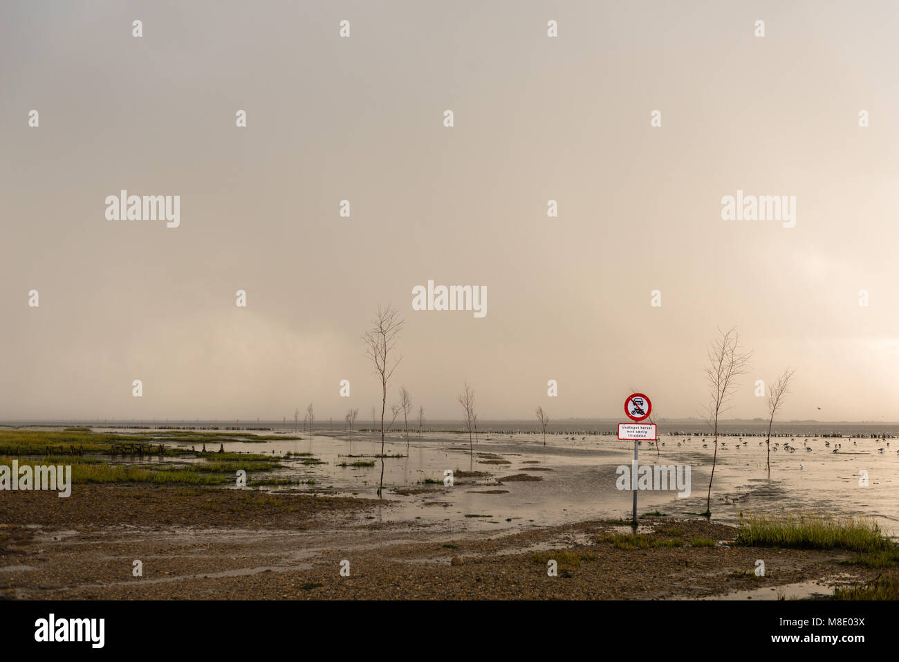 Segnaletica stradale automobili avvertenza sui pericoli della guida sulla terra di mare, mare del nord Isola di Mandø, Patrimonio naturale UNESCO, Ribe, Jutland, Danimarca Foto Stock
