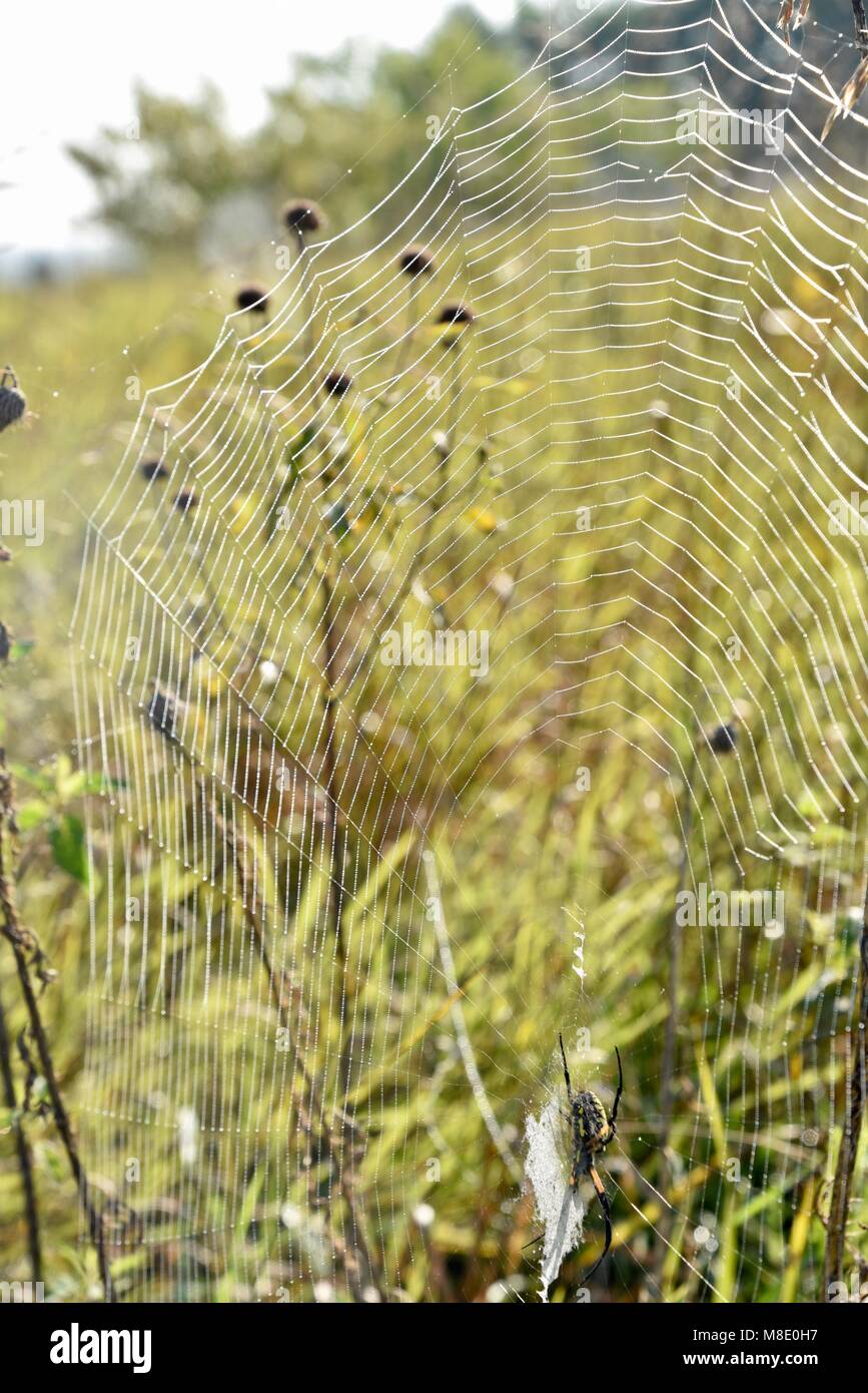 Nero e Giallo Giardino Spider (Argiope aurantia) o giallo orbweaver giardino nel web con gocce di rugiada di mattina su prateria erbosa in Wisconsin. Foto Stock