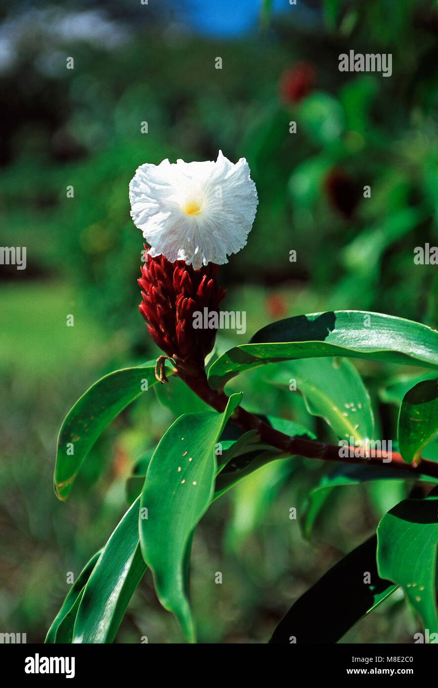 Bandiera a spirale o Cana agria,Costa Rica Foto Stock