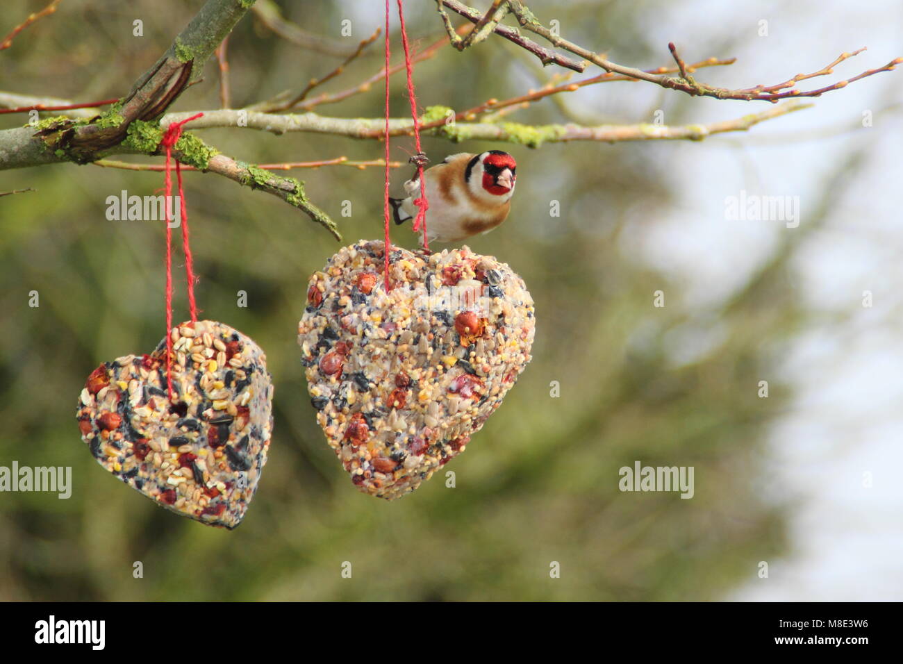 Cardellino (Carduelis carduelis) alimenta a a casa a forma di cuore ad bird feeder impaccata con grasso, olio di semi di girasole e siepe bacche nel tardo inverno REGNO UNITO Foto Stock