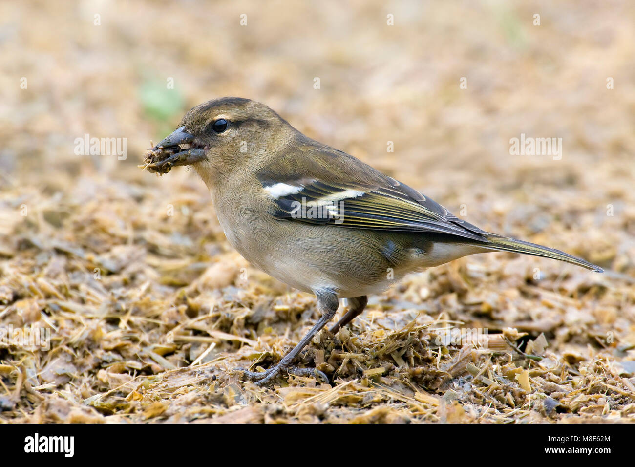 Vrouwtje Azorenvink; femmina Azzorre fringuello Foto Stock