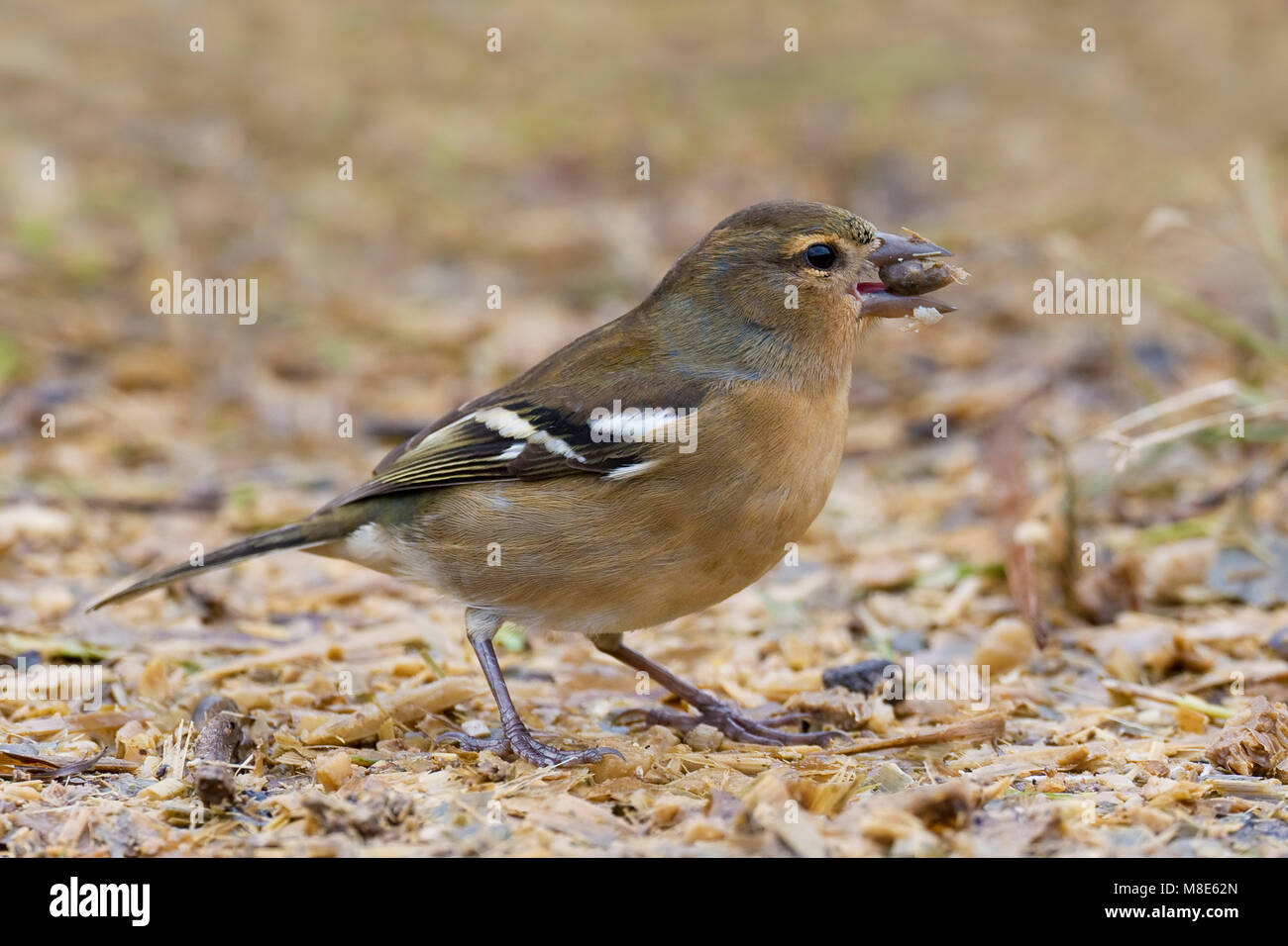 Mannetje Azorenvink; maschio Azzorre fringuello Foto Stock