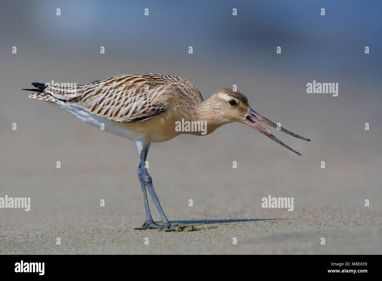 Rosse Grutto roepend op strand; Bar-tailed Godwit chiamando sulla sabbia Foto Stock