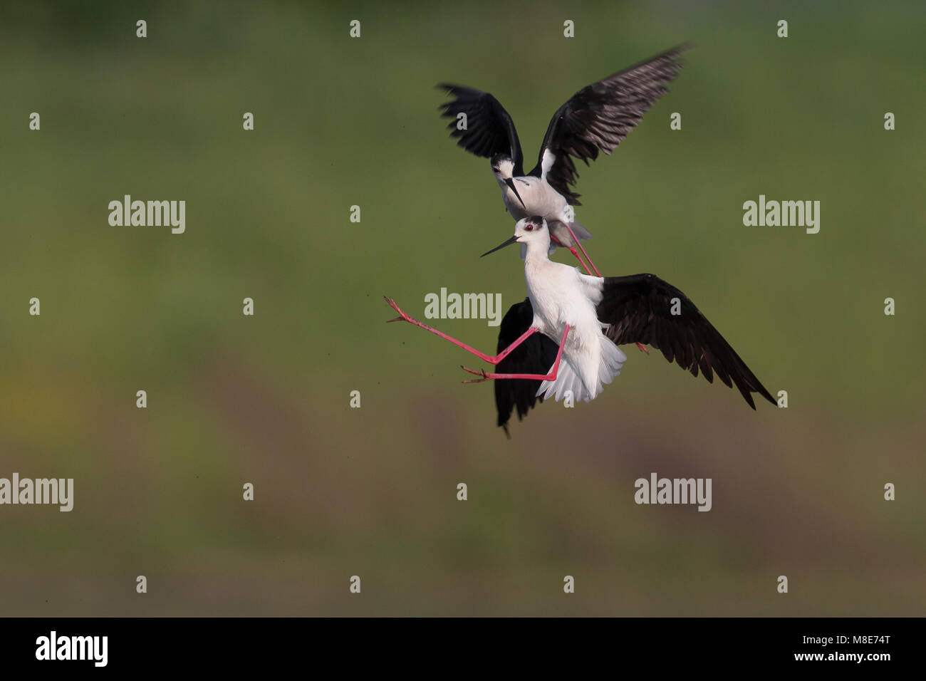 Vechtende Steltkluten, Fighting Black-winged palafitte Foto Stock