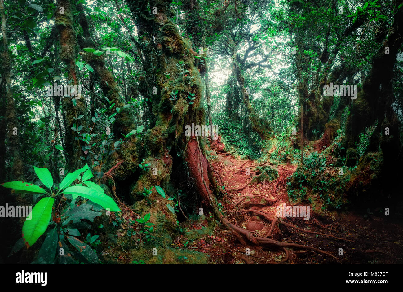 Misterioso paesaggio della foresta di nebbia. Inclinate tronco di albero e radici ricoperta da spessi muschio verde contro alto e steli di piante esotiche sullo sfondo. Foto Stock