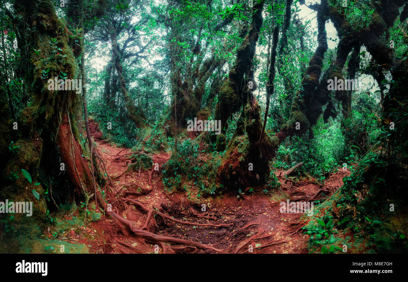 Misterioso paesaggio della foresta di nebbia. Inclinate tronco di albero e radici ricoperta da spessi muschio verde contro alto e steli di piante esotiche sullo sfondo. Foto Stock