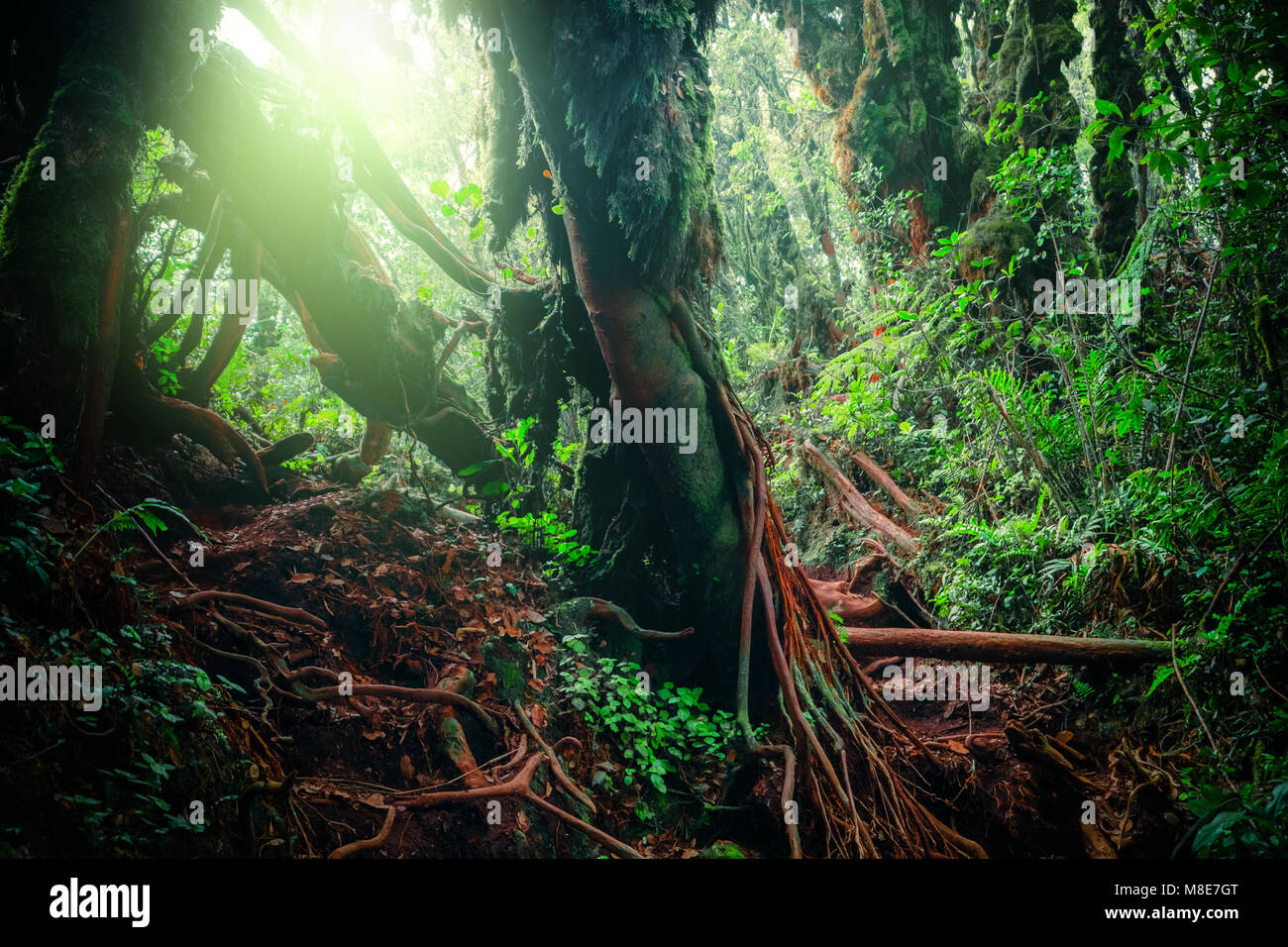 Misterioso paesaggio della foresta di nebbia. Radici di alberi esotici, canneto di arbusti e felci contro la luce solare rompere attraverso il fitto fogliame sullo sfondo Foto Stock