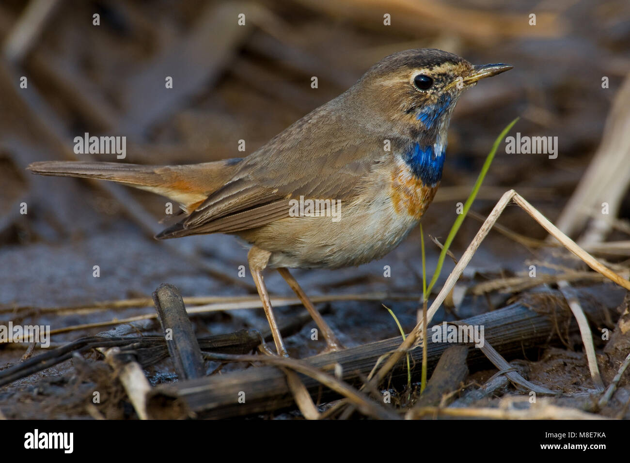 Blauwborst ziitend; Pettazzurro, Luscinia svecica Foto Stock