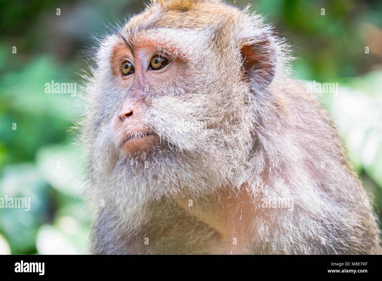 Vista dettagliata del granchio di mare-mangiare (Macaca fascicularis) del macaco muso contro foglie verdi su sfondo. Monkey guardando intorno. Natura selvaggia di Bali, Indonesi Foto Stock