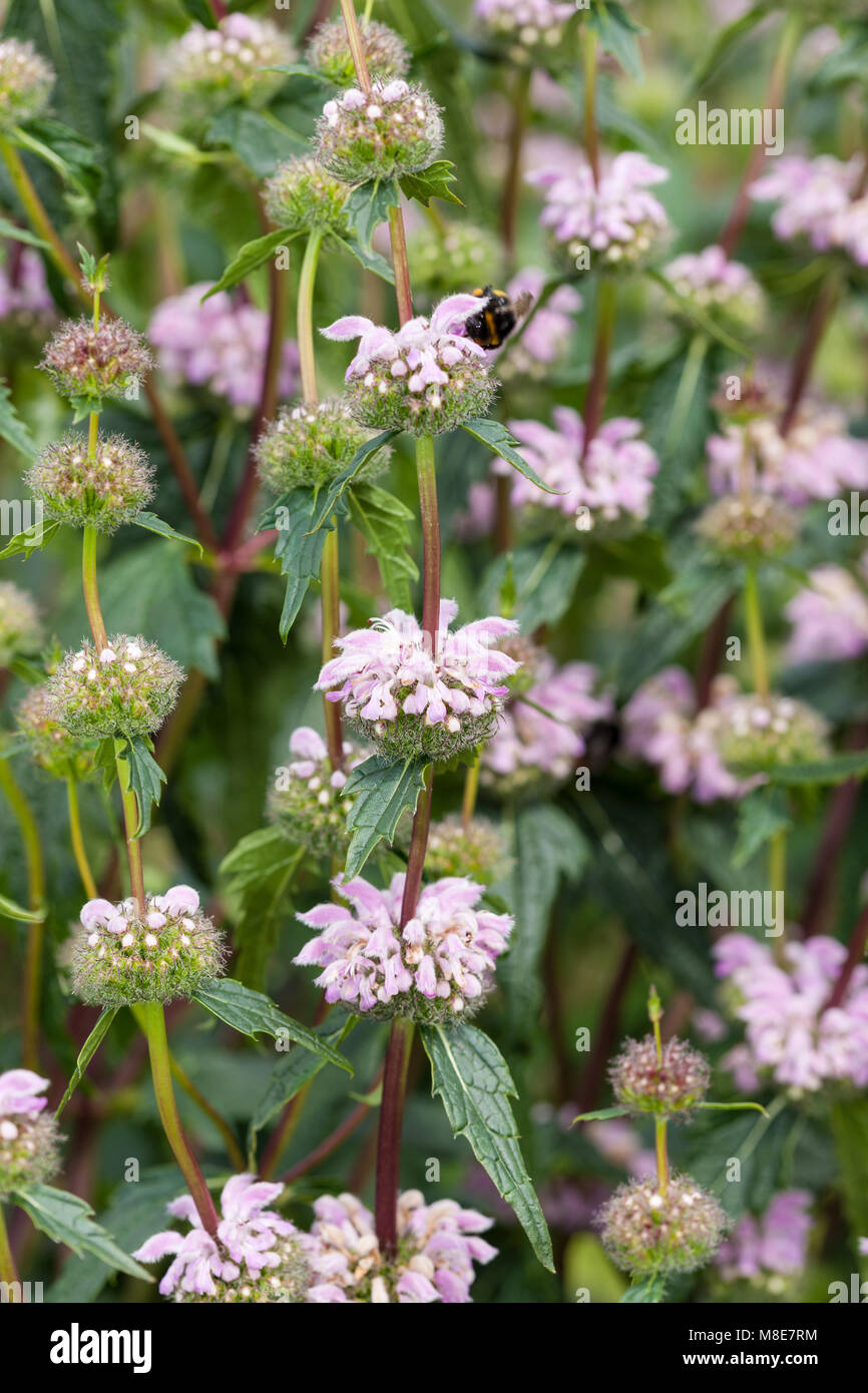 Gerusalemme Salvia, Röd lejonsvans (Phlomis tuberosa) Foto Stock