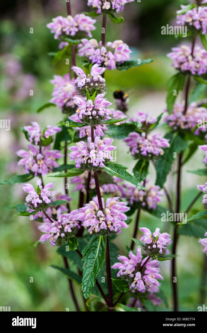 Gerusalemme Salvia, Röd lejonsvans (Phlomis tuberosa) Foto Stock