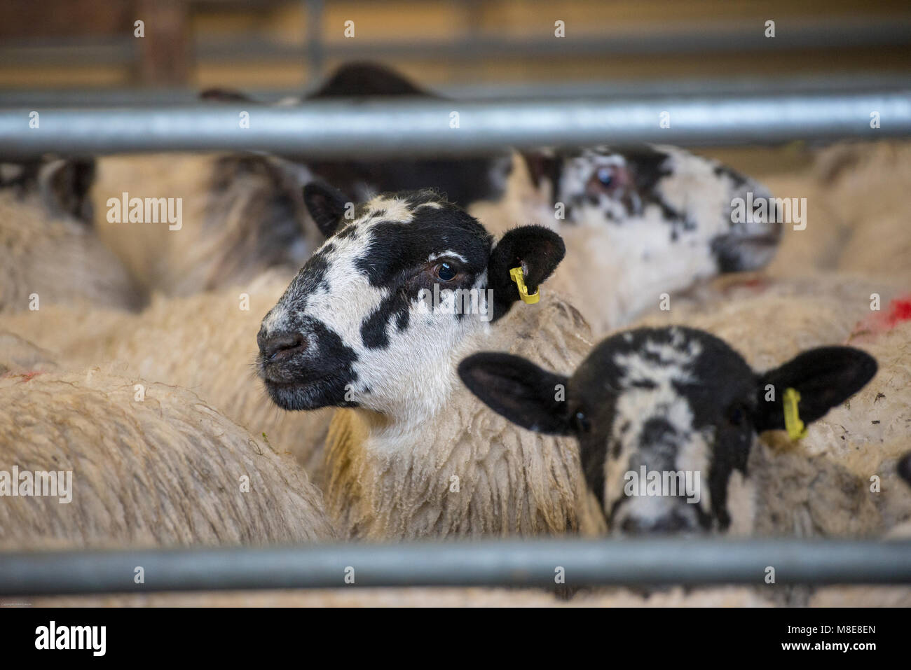 Pecore in penne ad asta Hawes mart, Hawes, North Yorkshire. Foto Stock