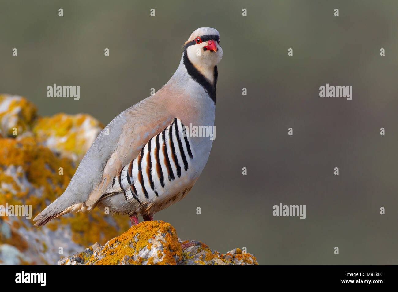 Aziatische Steenpatrijs staand op marcisce, Chukar arroccato al rock Foto Stock