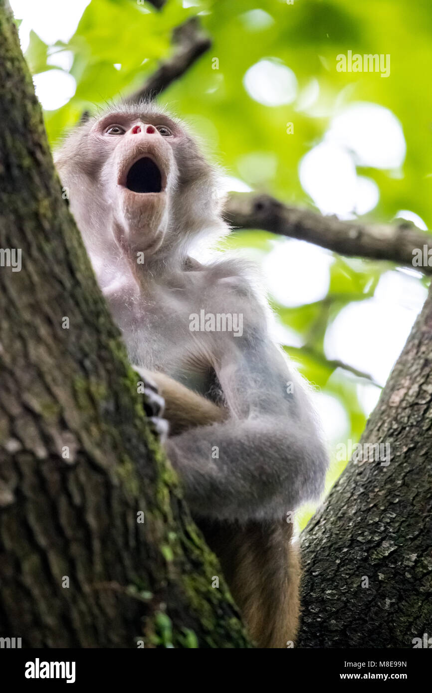 Scimmia macaco appollaiate su albero Foto Stock