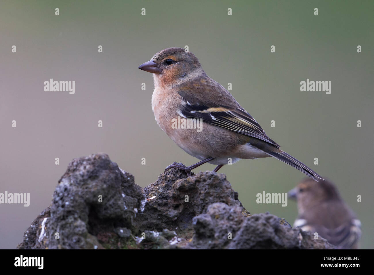 Vrouwtje Azorenvink; Azzorre fringuello femmina Foto Stock