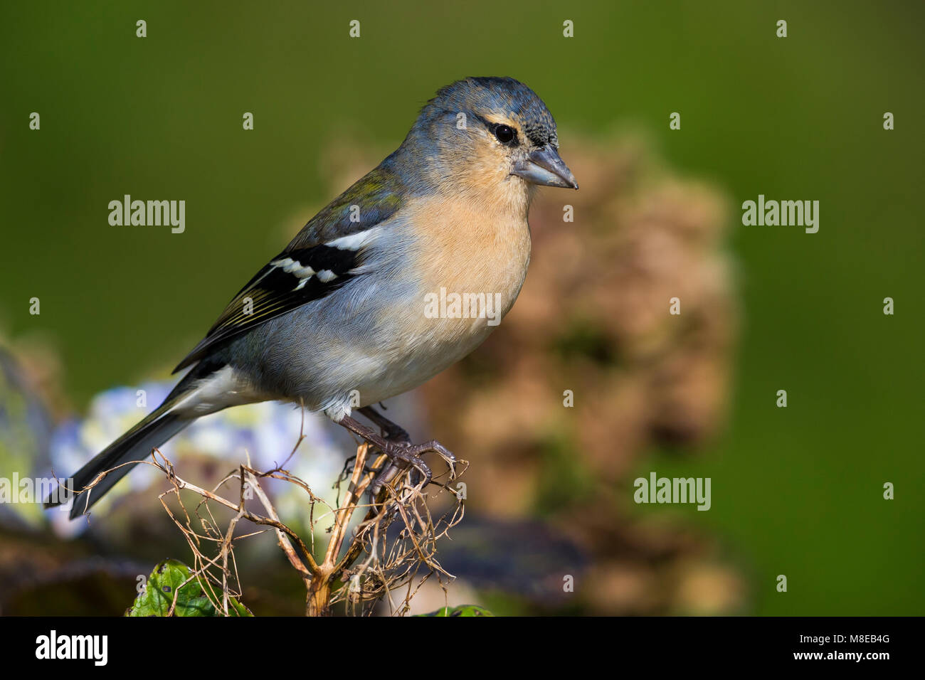 Mannetje Azorenvink; Azzorre fringuello maschio Foto Stock