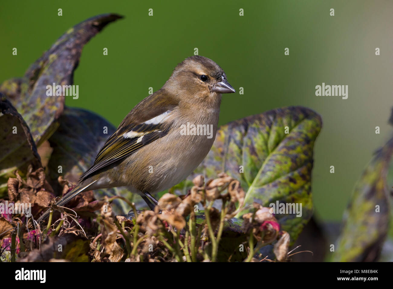 Vrouwtje Azorenvink; Azzorre fringuello femmina Foto Stock