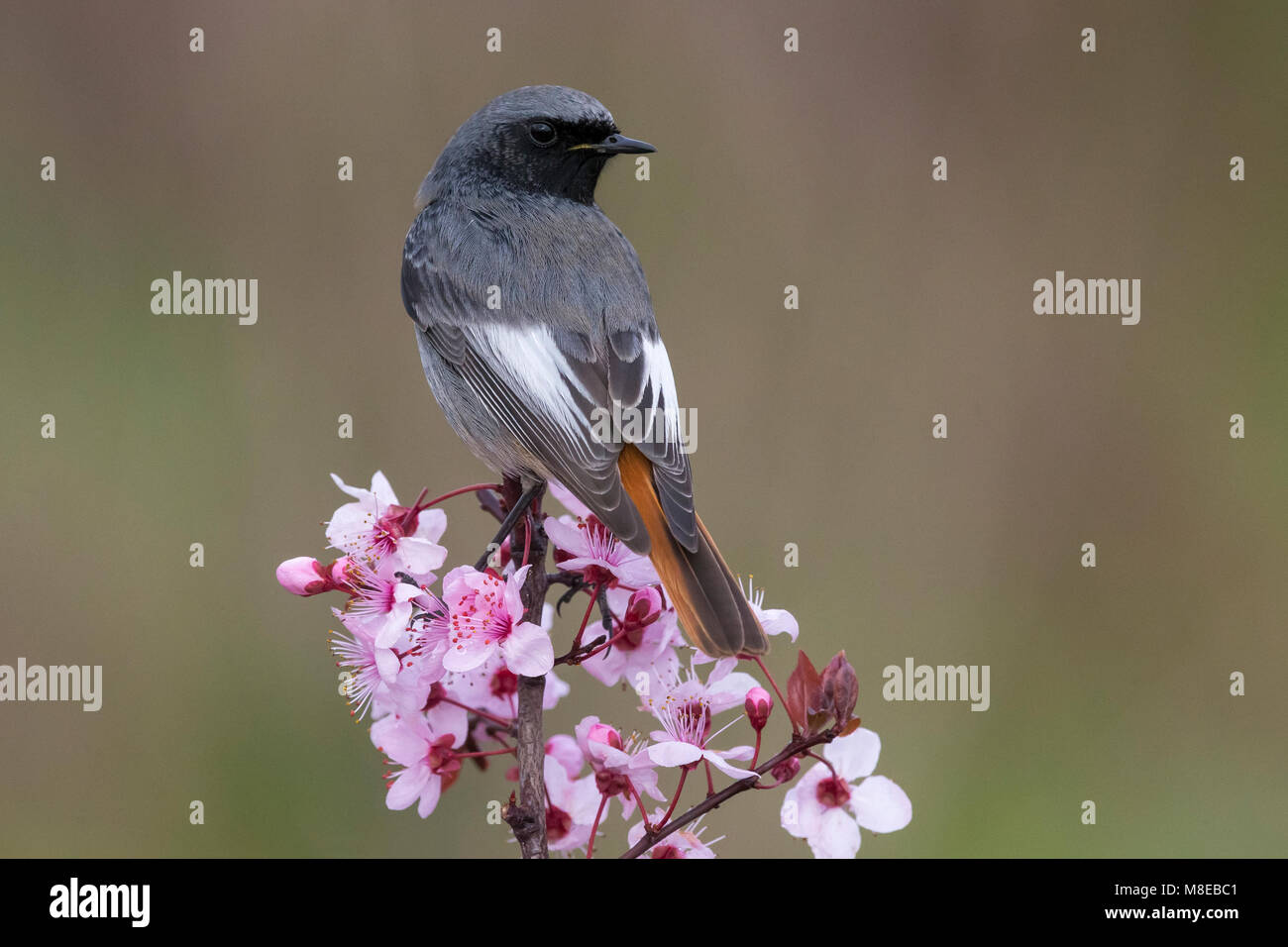 Zwarte Roodstaart; codirosso spazzacamino; Phoenicurus ochruros gibraltariensis Foto Stock