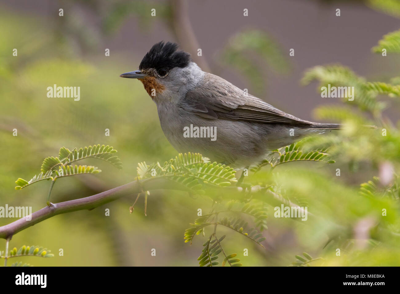 Zwartkop; Capinera; Sylvia atricapilla gularis Foto Stock