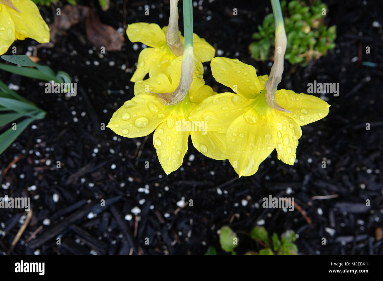 Un giglio di Pasqua non è solo un fiore bellissimo ma anche un simbolo della risurrezione di Gesù Cristo Foto Stock