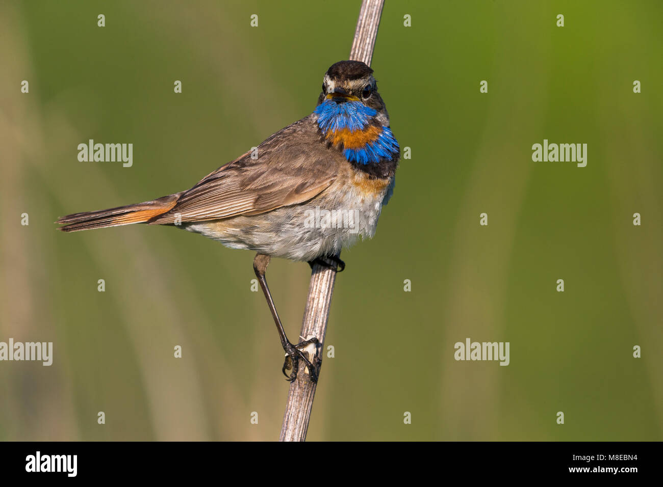 Red-spotted pettazzurro, Roodgesterde Blauwborst Foto Stock